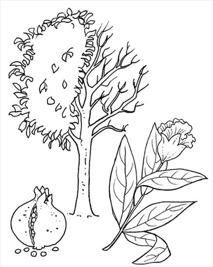 gatunki drzew i liści - granatowiec.gif