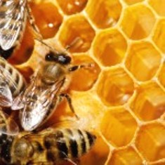 Apiterapia - pszczoly-150x1501.jpg