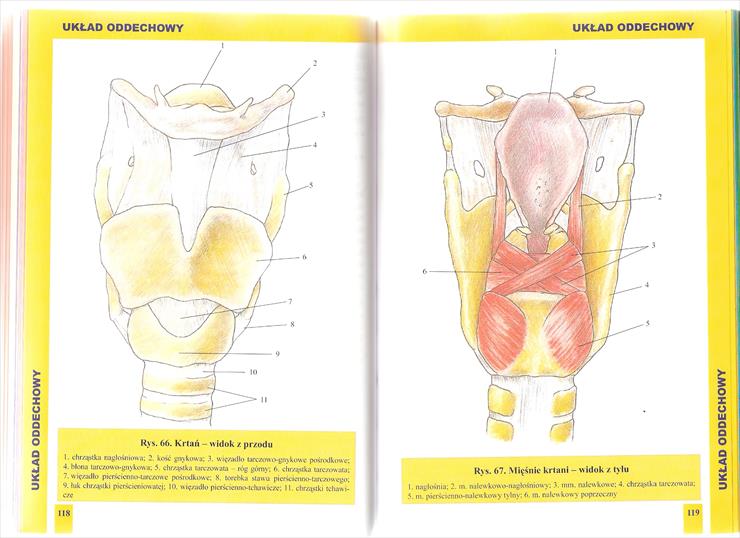 Atlas Anatomiczny BUCHMANN kolorowe rys. anatomiczne i czterojęzyczny słowniczek - Strona 118-119.jpg