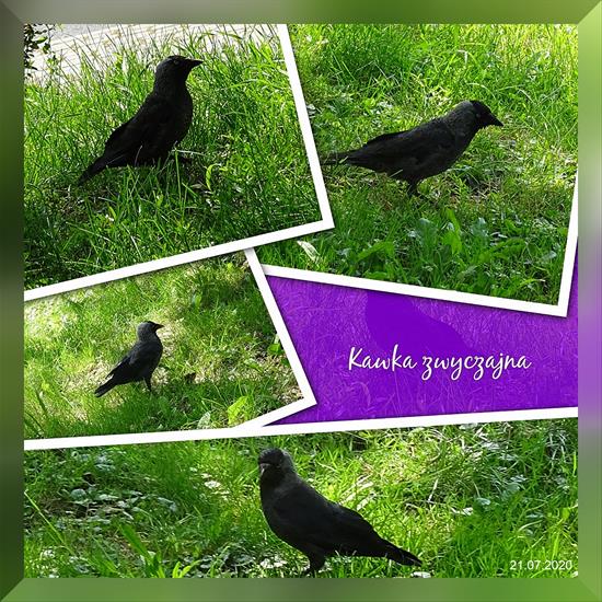 ptaki - Kawka zwyczajna, kawka Corvus monedula 2.jpg