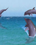 Delfinki - akwarium - anim_519.gif