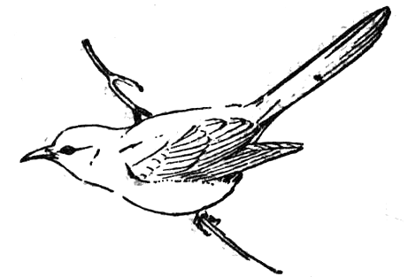 kukułka - kukułka - kolorowanka ptaki 9.gif