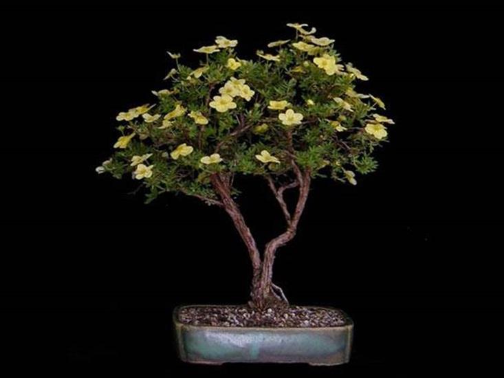    Drzewka  Bonsai   - bonsai 38.JPG