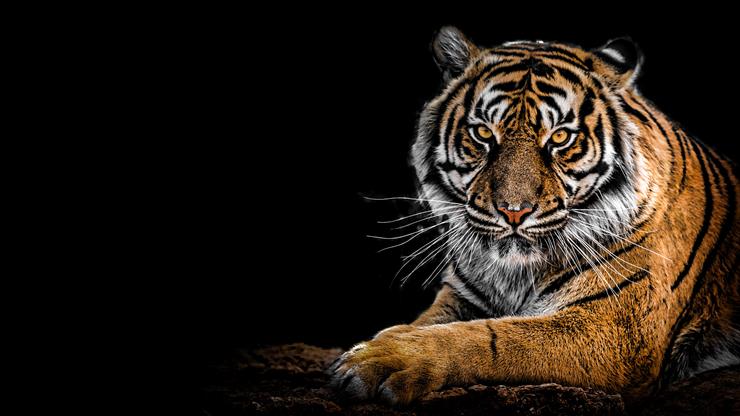 50 Pitch Black 4k... - bengal-tiger-big-cat-predator-black-background-closeup-4200x2362-1755.jpg