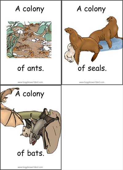 animals - collectivenouns_colony.jpg