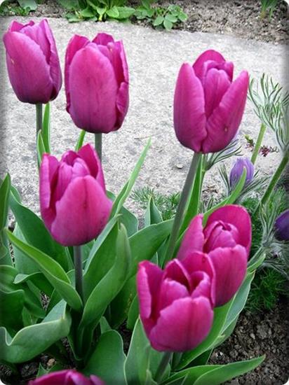 Jpg-Tulipany - kpkppmj.jpg